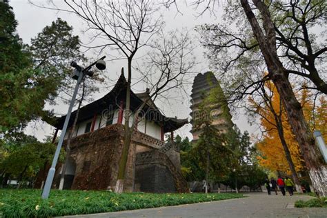 De Kleine Wilde Gans: Een Verborgen Schat van Xi'an!