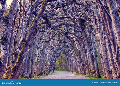 De Wensbomen van Qiqihar: Een Mystieke Verbinding met de Natuur en Geschiedenis!